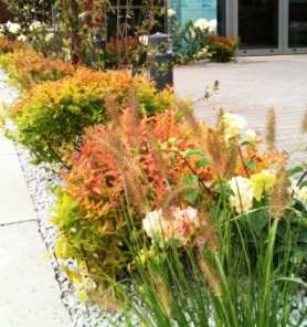 Ogród w kolorach jesieni - foto nr 4