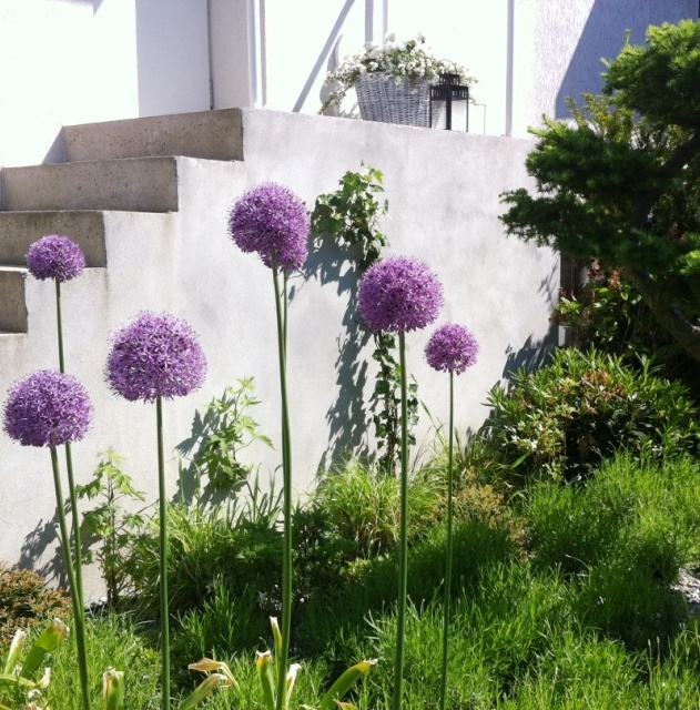 Ogród przy nowoczesnej, minimalistycznej willi - foto nr 1