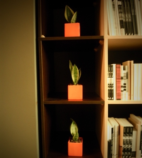 Aranżacje roślinne w siedzibie Biura Literackiego - foto nr 2